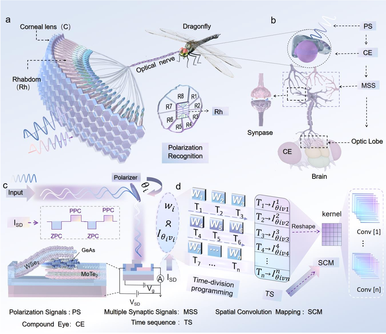 Science Advances teaser